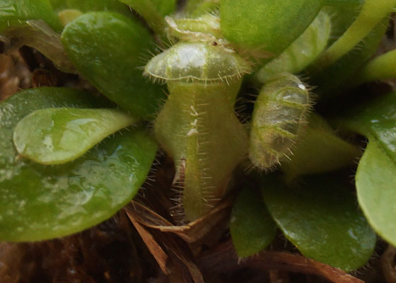 「食虫植物（モウセンゴケ・サラセニア・ムシトリスミレ・ミミカキグサ・ウツボカズラ・セファロタス・ヘリアンフォラ）」テキトー栽培記