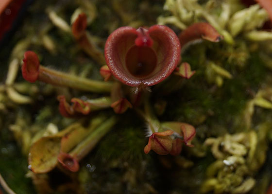 「食虫植物（モウセンゴケ・サラセニア・ムシトリスミレ・ミミカキグサ・ウツボカズラ・セファロタス・ヘリアンフォラ）」テキトー栽培記