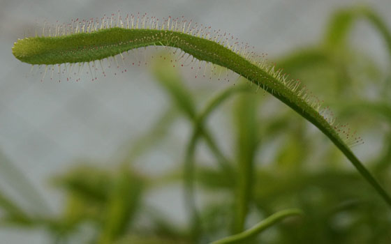 「食虫植物（モウセンゴケ・サラセニア・ムシトリスミレ・ミミカキグサ・ウツボカズラ・セファロタス・ヘリアンフォラ）」テキトー栽培記