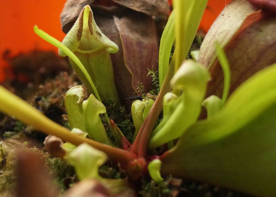 「食虫植物（モウセンゴケ・サラセニア・ムシトリスミレ・ミミカキグサ・ウツボカズラ・セファロタス・ヘリアンフォラ）」テキトー栽培記