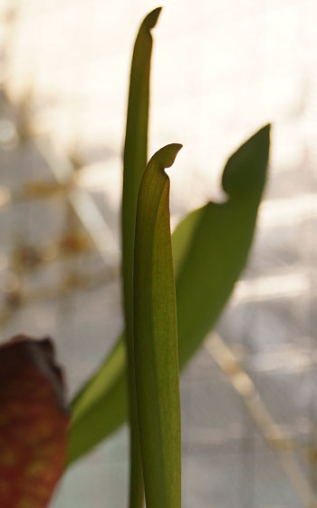 「食虫植物（モウセンゴケ・サラセニア・ムシトリスミレ・ミミカキグサ・ウツボカズラ・セファロタス・ヘリアンフォラ）」テキトー栽培記