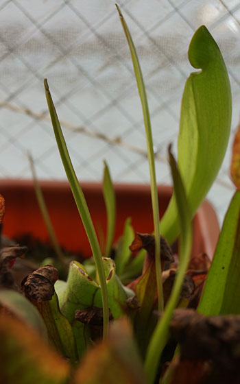 「食虫植物（モウセンゴケ・サラセニア・ムシトリスミレ・ミミカキグサ・ウツボカズラ・セファロタス・ヘリアンフォラ）」テキトー栽培記