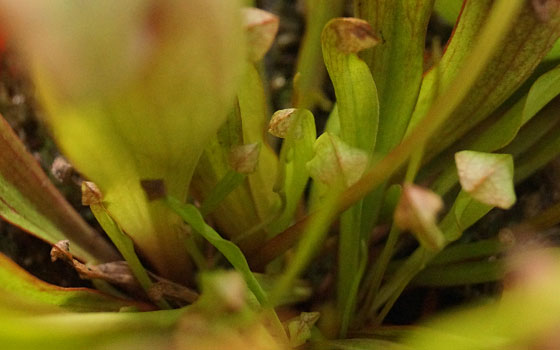 「食虫植物（モウセンゴケ・サラセニア・ムシトリスミレ・ミミカキグサ・ウツボカズラ・セファロタス・ヘリアンフォラ）」テキトー栽培記