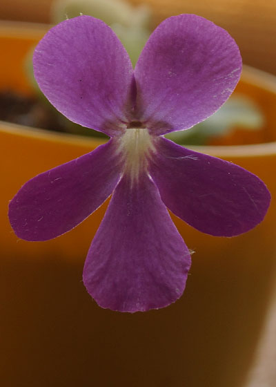 「食虫植物（モウセンゴケ・サラセニア・ムシトリスミレ・ミミカキグサ・ウツボカズラ・セファロタス・ヘリアンフォラ）」テキトー栽培記