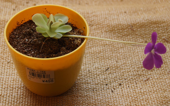 「食虫植物（モウセンゴケ・サラセニア・ムシトリスミレ・ミミカキグサ・ウツボカズラ・セファロタス・ヘリアンフォラ）」テキトー栽培記