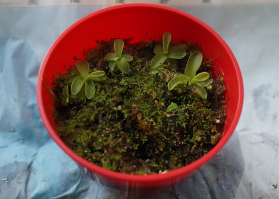 「食虫植物（モウセンゴケ・サラセニア・ムシトリスミレ・ミミカキグサ・ウツボカズラ・セファロタス・ヘリアンフォラ）」テキトー栽培記