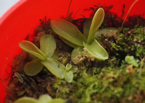 「食虫植物（モウセンゴケ・サラセニア・ムシトリスミレ・ミミカキグサ・ウツボカズラ・セファロタス・ヘリアンフォラ）」テキトー栽培記