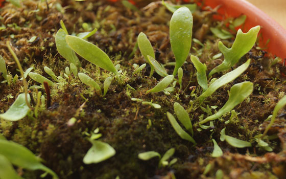 「食虫植物（モウセンゴケ・サラセニア・ムシトリスミレ・ミミカキグサ・ウツボカズラ・セファロタス・ヘリアンフォラ）」テキトー栽培記