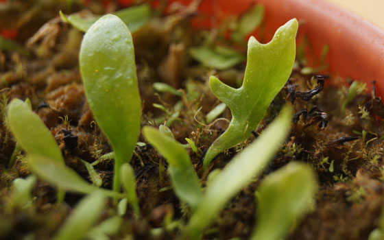 「食虫植物（モウセンゴケ・サラセニア・ムシトリスミレ・ミミカキグサ・ウツボカズラ・セファロタス・ヘリアンフォラ）」テキトー栽培記