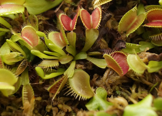 「食虫植物（ハエトリソウ）」テキトー栽培記