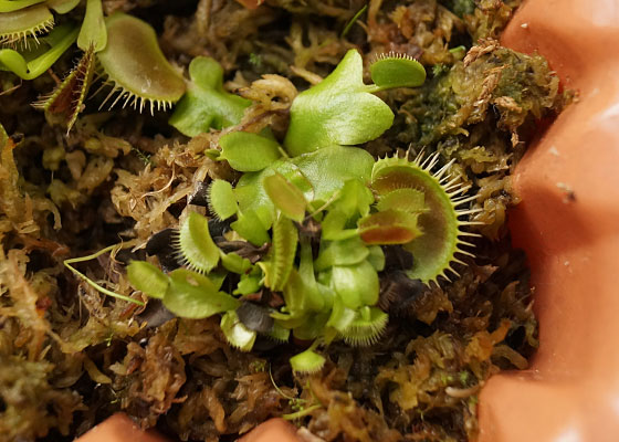 「食虫植物（ハエトリソウ）」テキトー栽培記