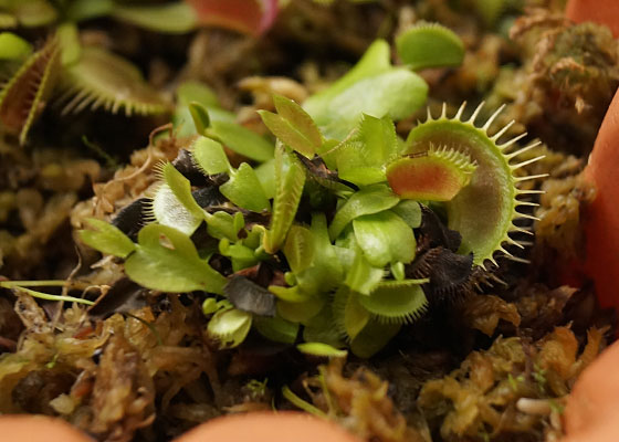 「食虫植物（ハエトリソウ）」テキトー栽培記