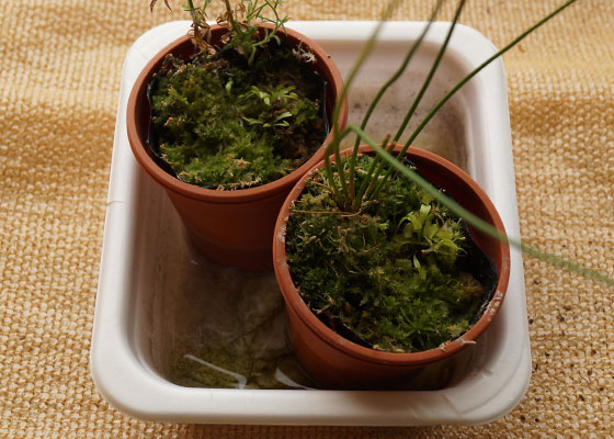 「食虫植物（ハエトリソウ）」テキトー栽培記