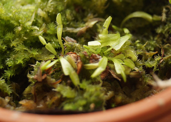 「食虫植物（ハエトリソウ）」テキトー栽培記