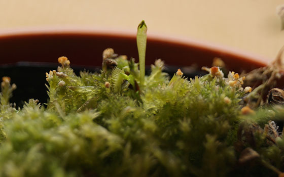 「食虫植物（ハエトリソウ）」テキトー栽培記