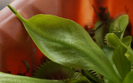 「食虫植物（ハエトリソウ）」テキトー栽培記