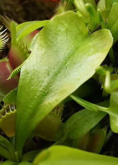 「食虫植物（ハエトリソウ）」テキトー栽培記