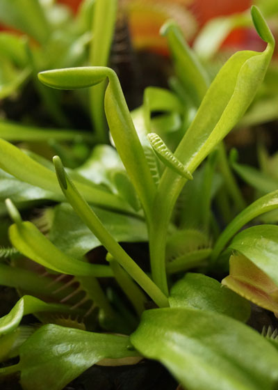 「食虫植物（ハエトリソウ）」テキトー栽培記