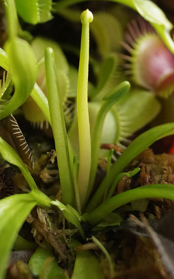 「食虫植物（ハエトリソウ）」テキトー栽培記