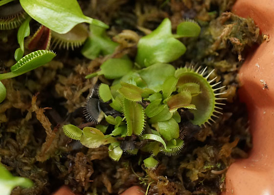 「食虫植物（ハエトリソウ）」テキトー栽培記