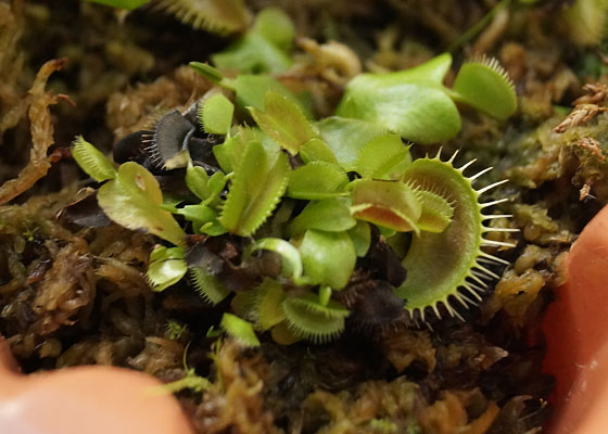 「食虫植物（ハエトリソウ）」テキトー栽培記