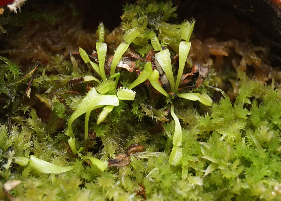 「食虫植物（ハエトリソウ）」テキトー栽培記