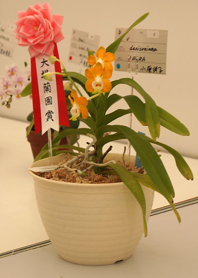 花フェスタ2015札幌より「蘭パビリオン」「花市場」