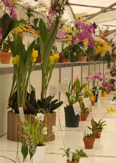 花フェスタ2015札幌より「蘭パビリオン」「花市場」