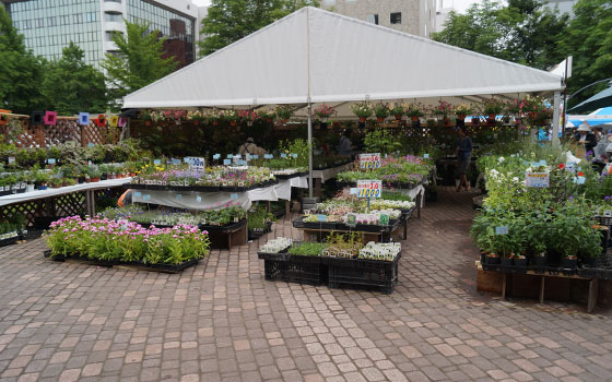 花フェスタ2015札幌より「蘭パビリオン」「花市場」