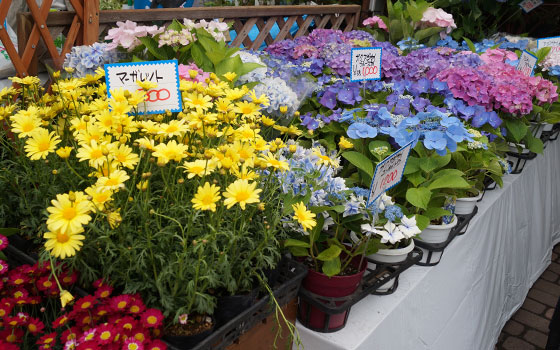 花フェスタ2015札幌より「蘭パビリオン」「花市場」