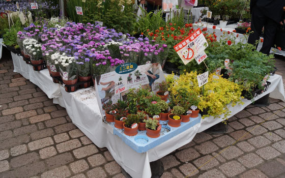 花フェスタ2015札幌より「蘭パビリオン」「花市場」