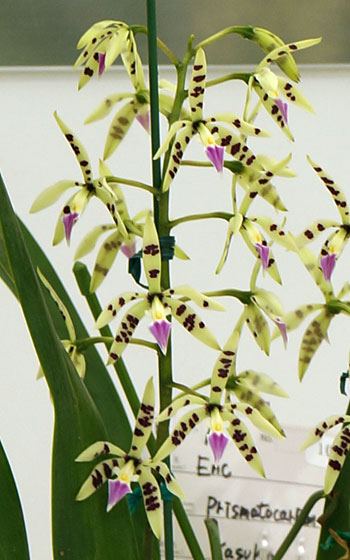 花フェスタ2016札幌より「蘭パビリオン」