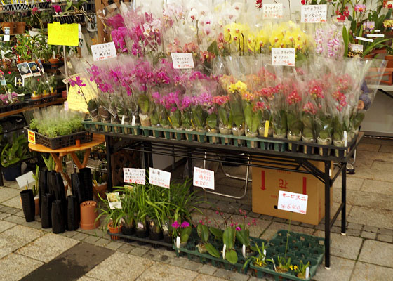 花フェスタ2016札幌より「蘭パビリオン」