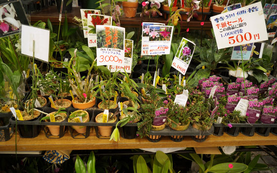 花フェスタ2016札幌より「蘭パビリオン」