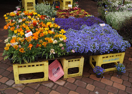 花フェスタ2016札幌より「花市場」