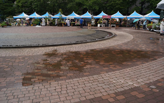 花フェスタ2016札幌より「花市場」