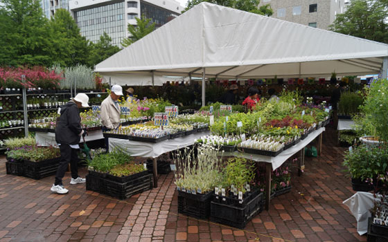 花フェスタ2016札幌より「花市場」