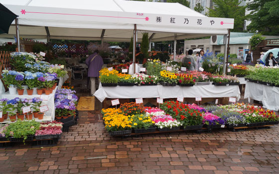 花フェスタ2016札幌より「花市場」