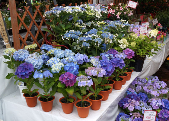 花フェスタ2016札幌より「花市場」