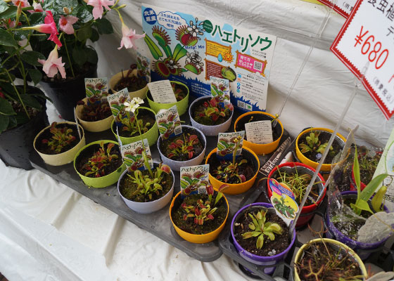 花フェスタ2016札幌より「花市場」