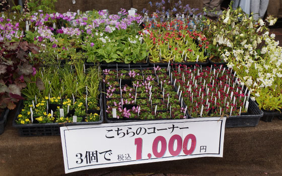 花フェスタ2016札幌より「花市場」