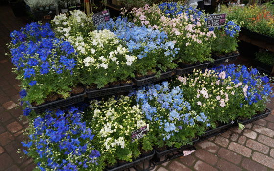 花フェスタ2016札幌より「花市場」