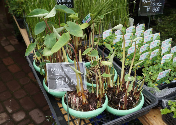 花フェスタ2016札幌より「花市場」