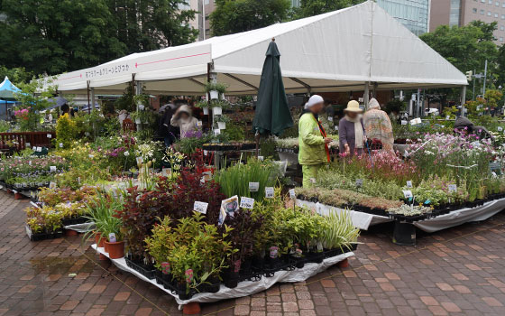 花フェスタ2016札幌より「花市場」