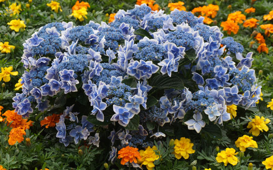 花フェスタ2016札幌より「大通花壇コンクール」