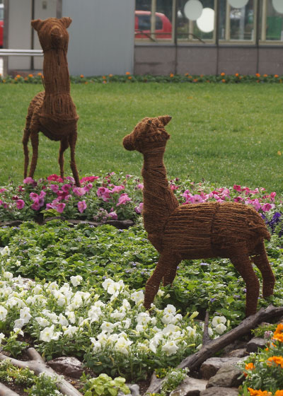 花フェスタ2016札幌より「大通花壇コンクール」