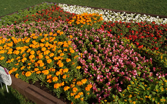 花フェスタ2016札幌より「大通花壇コンクール」