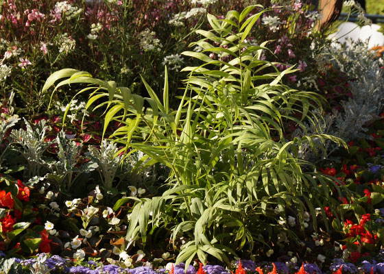 花フェスタ2016札幌より「大通花壇コンクール」