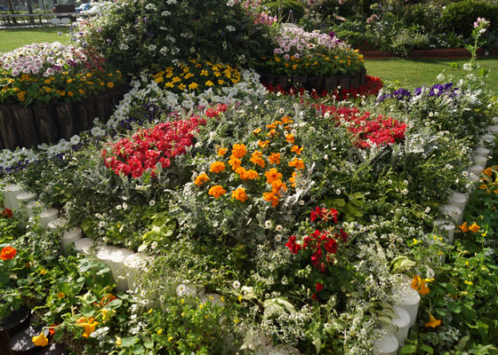 花フェスタ2016札幌より「大通花壇コンクール」