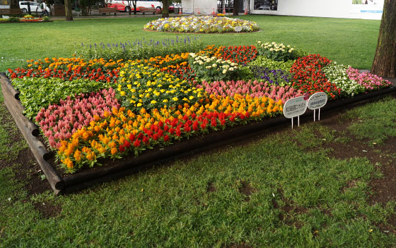 花フェスタ2016札幌より「大通花壇コンクール」